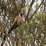 Colibri casqué