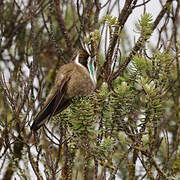 Green-bearded Helmetcrest