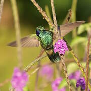 Lesser Violetear