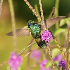 Colibri cyanote