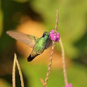 Colibri cyanote