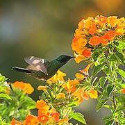 Lesser Violetear