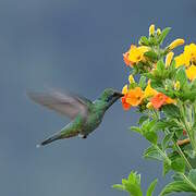 Lesser Violetear