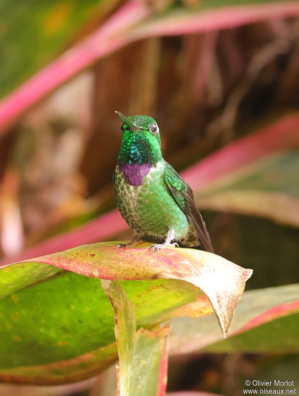 Colibri de Benjamin mâle