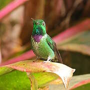 Purple-bibbed Whitetip