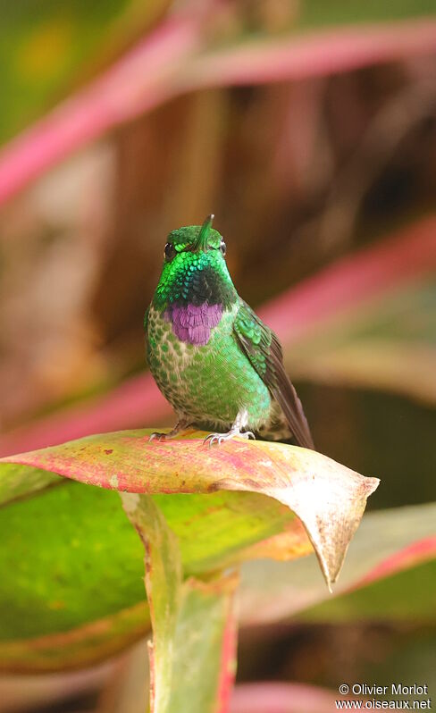 Purple-bibbed Whitetip male