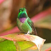 Purple-bibbed Whitetip