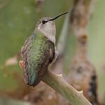 Colibri de Costa