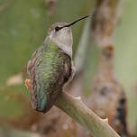 Colibri de Costa