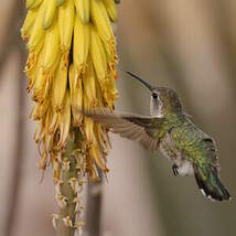 Colibri de Costa