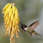 Colibri de Costa