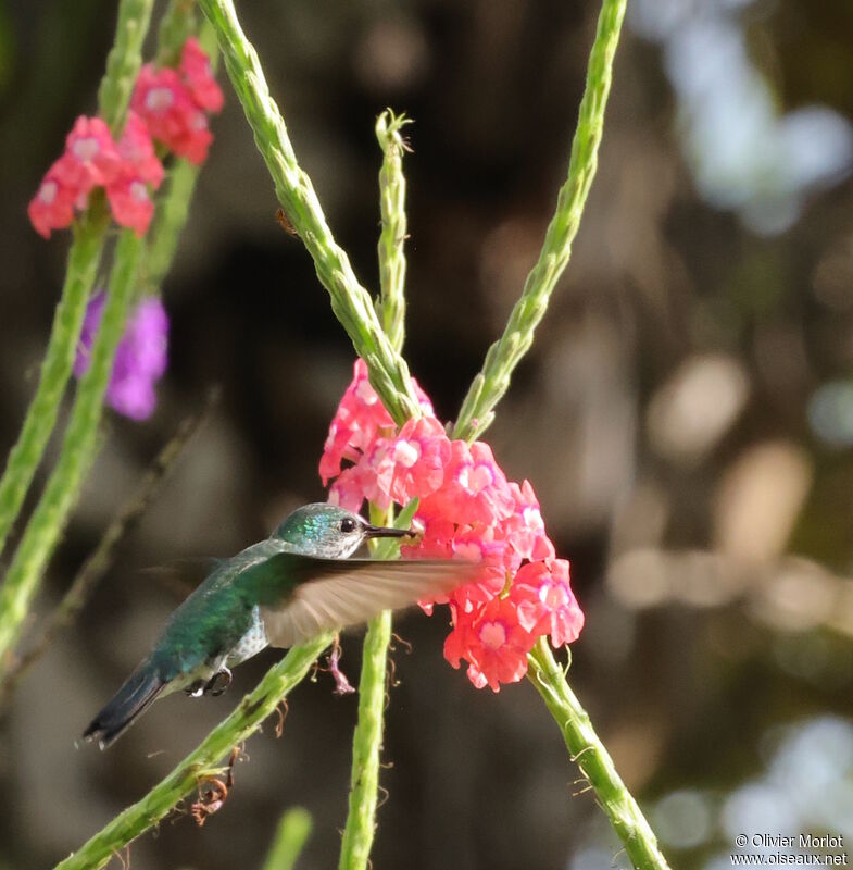 Scaly-breasted Hummingbird