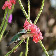 Scaly-breasted Hummingbird