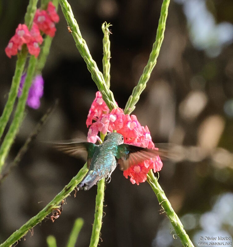 Scaly-breasted Hummingbird