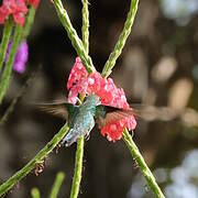 Scaly-breasted Hummingbird