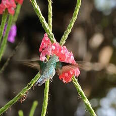 Colibri de Cuvier