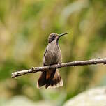 Colibri de Delphine