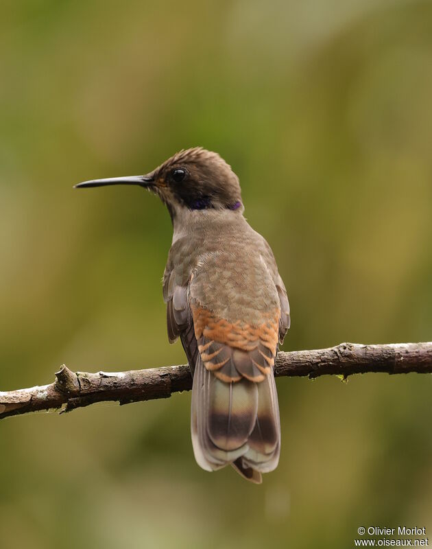 Colibri de Delphine