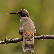 Colibri de Delphine