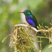 Colibri de Julie