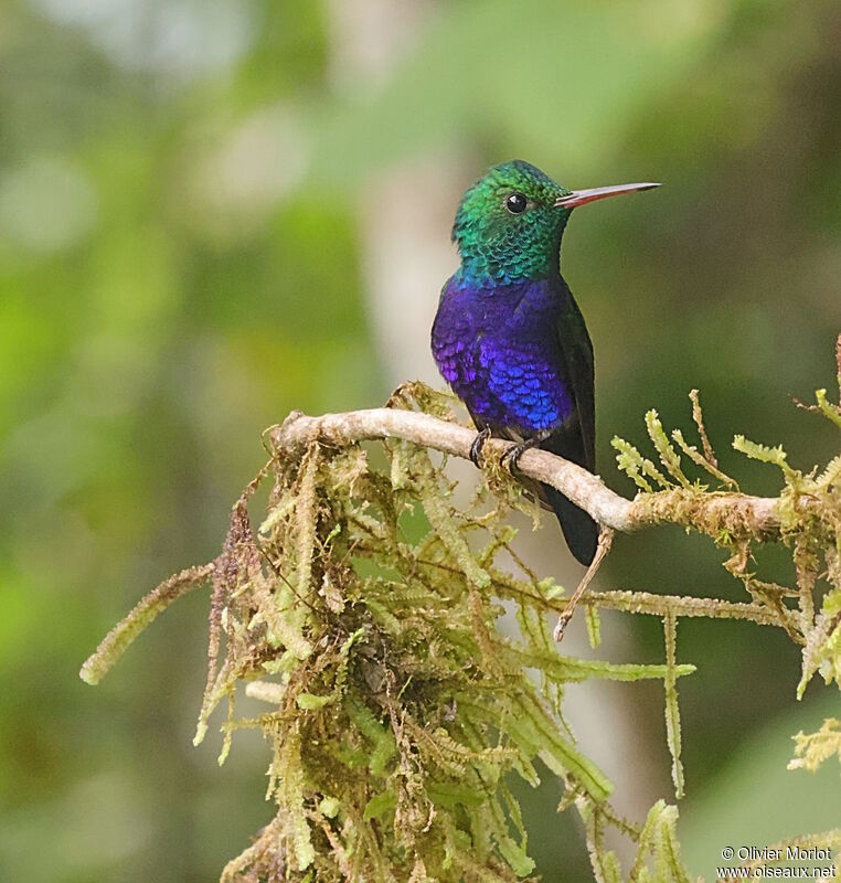 Colibri de Julie