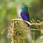 Colibri de Julie