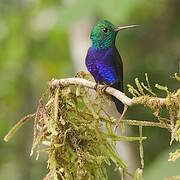 Colibri de Julie