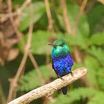 Colibri de Julie