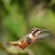 Purple-throated Woodstar