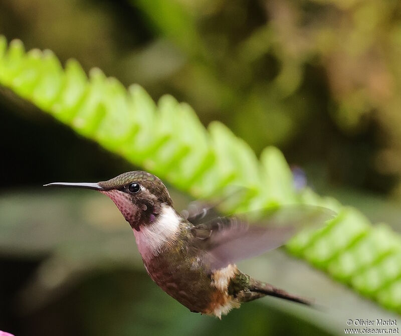 Colibri de Mitchell mâle immature