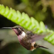 Purple-throated Woodstar