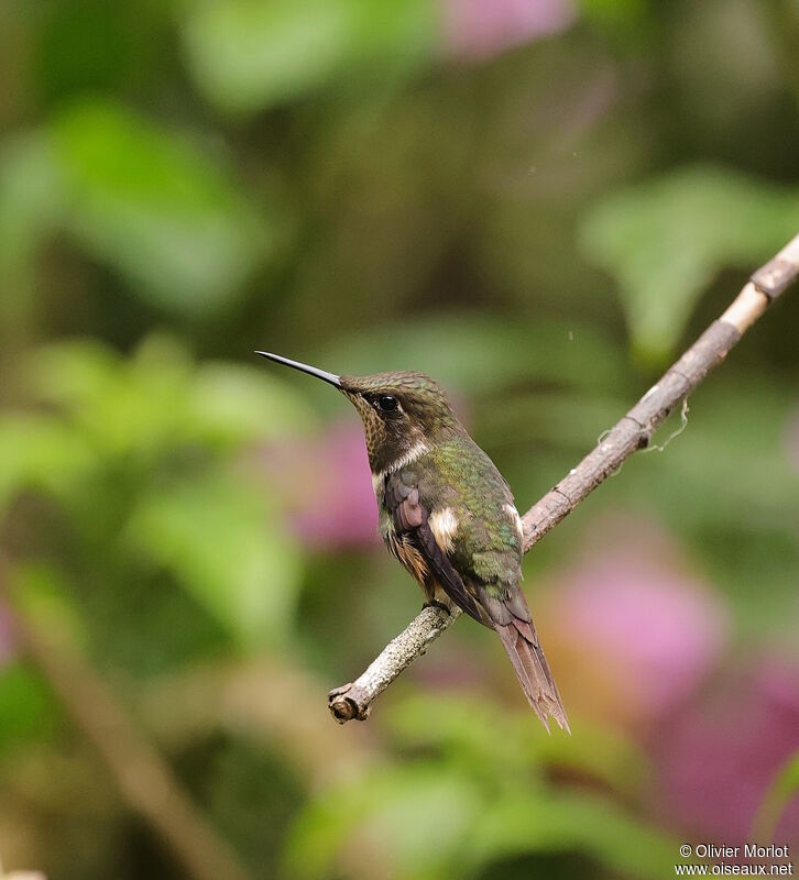 Colibri de Mitchell mâle