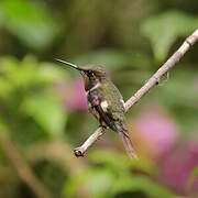 Purple-throated Woodstar