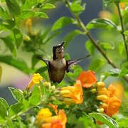 Colibri de Mulsant