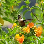 Colibri de Mulsant