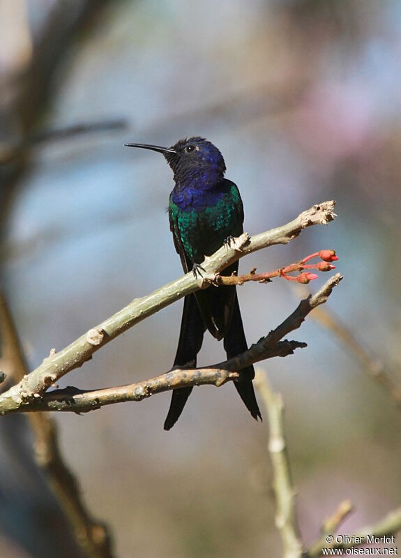 Colibri hirondelle