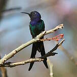 Colibri hirondelle