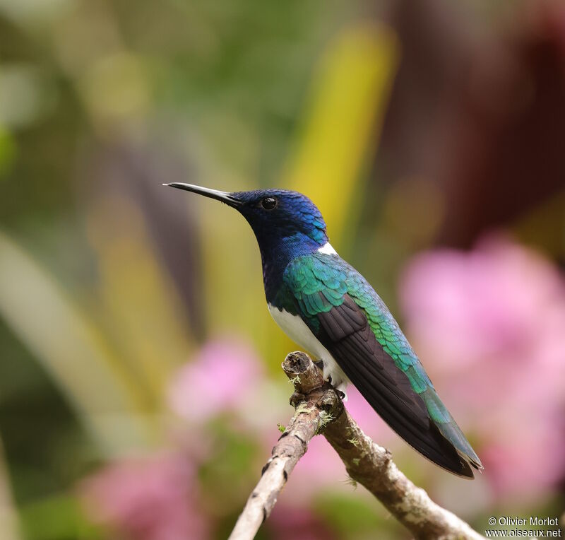 White-necked Jacobin male