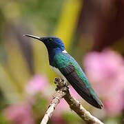 White-necked Jacobin