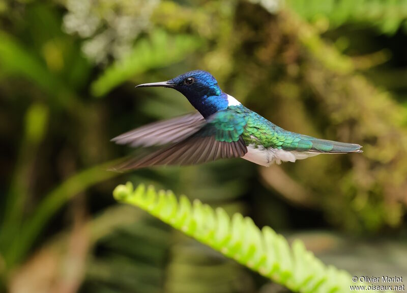 White-necked Jacobin male