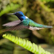 White-necked Jacobin