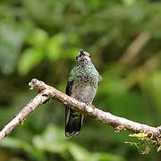 White-necked Jacobin