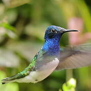 White-necked Jacobin