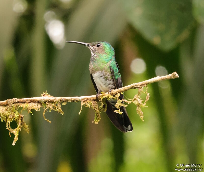 Colibri jacobin femelle