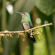 White-necked Jacobin