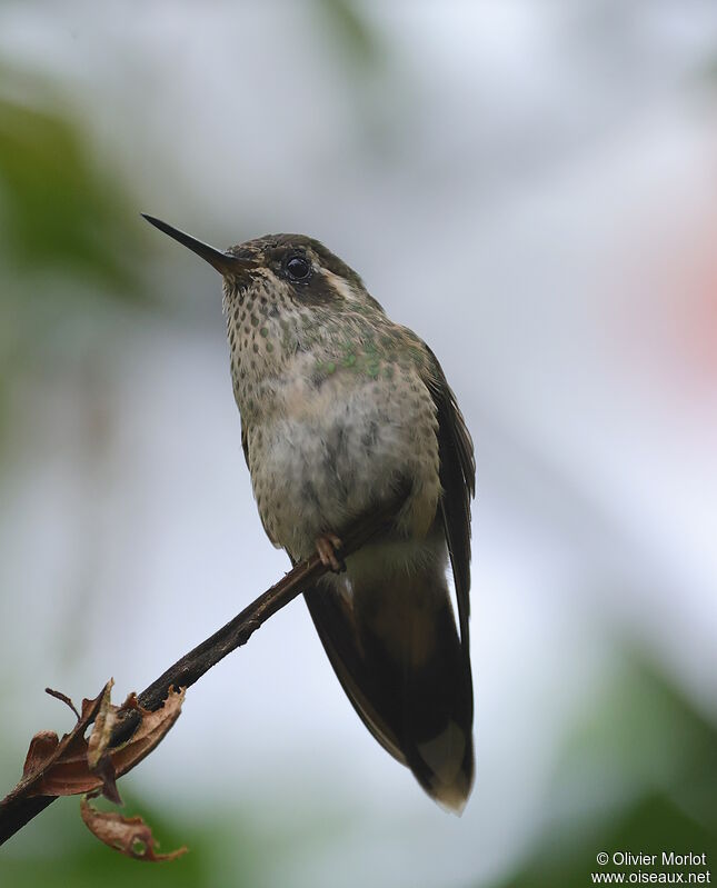 Speckled Hummingbird