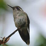 Colibri moucheté