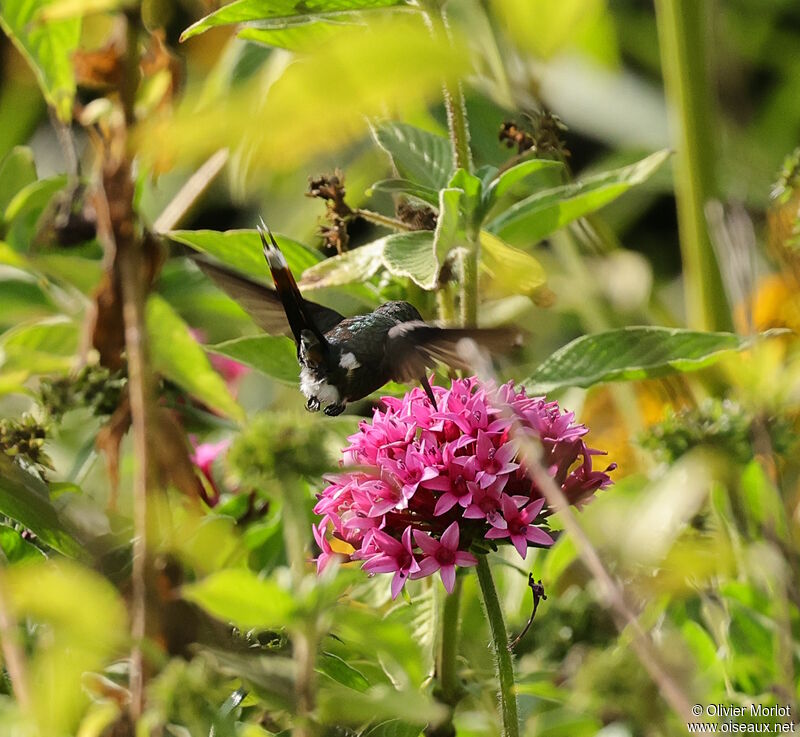 Sparkling-tailed Woodstar