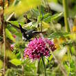 Colibri zémès