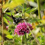 Colibri zémès